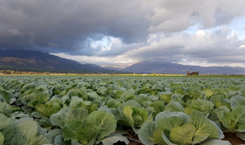 กะหล่ำปลี (Cabbage)