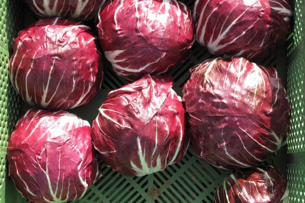 แรดิชชิโอ (Radicchio)