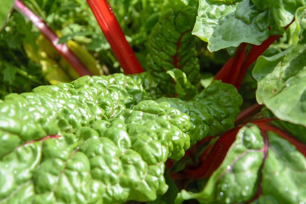 สวิสชาร์ด (Swiss Chard)