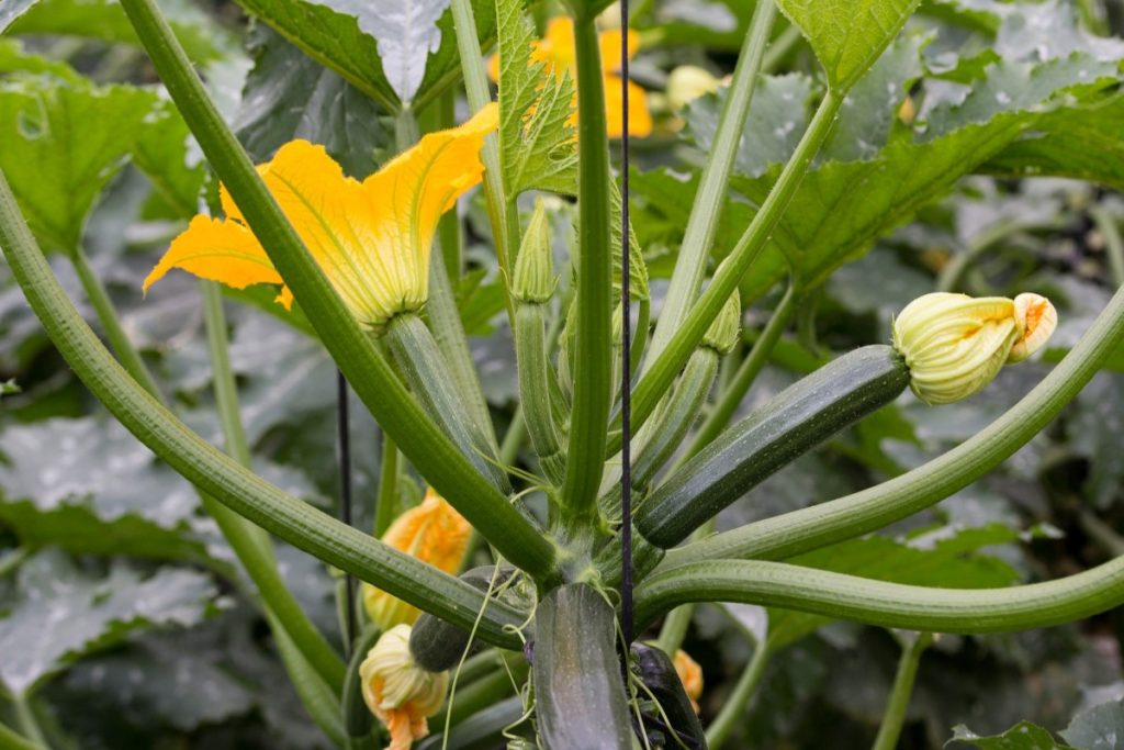 ซูกินี (Zucchini)
