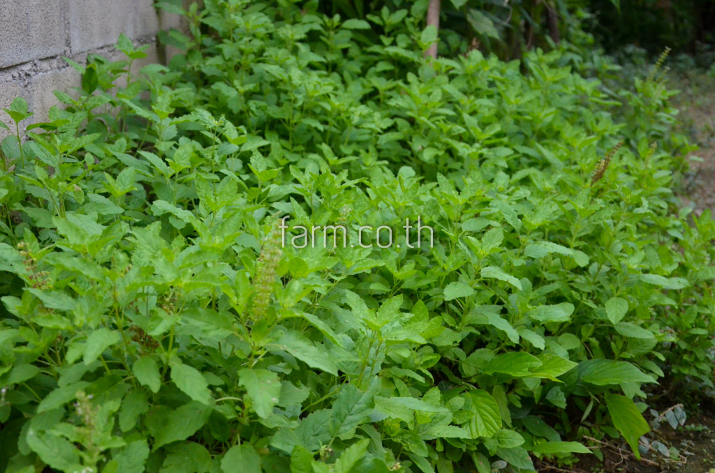 กะเพรา (holy basil)